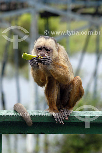  Macaco Cairara no Hoel Ariaú - Rio Negro - AM - Brasil  - Amazonas - Brasil