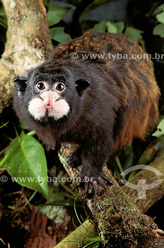  (Saguinus M. mystax) Macaco Sagüi-de-Boca-Branca - Brasil 