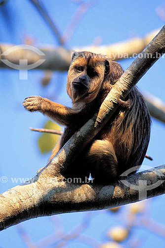  (Alouatta caraya) Macaco Bugio Fêmea - Brasil 