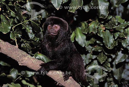  (Callimico goeldii) Macaco Sagüi-de-goeldi - Amazônia - Brazil 