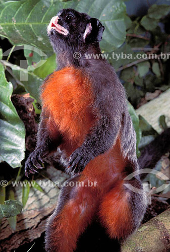  (Saguinus L. Labiatus) Macaco Sagui-do-Lábio-Branco - Amazônia - Brasil 
