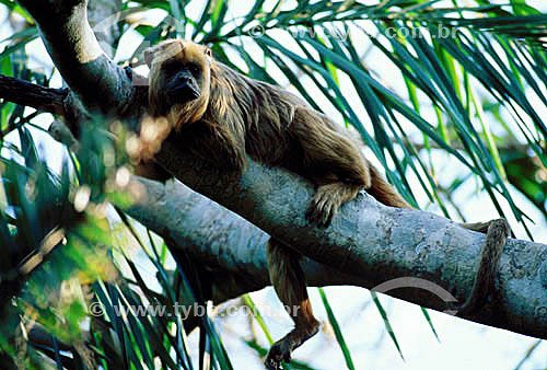  (Alouatta caraya) Macaco Bugio - PARNA do Pantanal Matogrossense - MT - Brasil

  A área é Patrimônio Mundial pela UNESCO desde 2000.  - Mato Grosso - Brasil