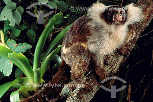  (Callithrix humeralifer) - Saguí de Santarém - Amazônia - Brasil 