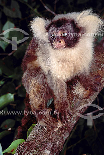  (Callithrix humeralifer) - Saguí de Santarém - Amazônia - Brasil 
