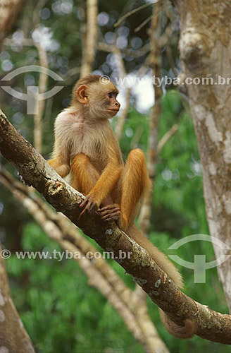  (Cebus albifrons) Macaco Caiarara - Amazônia - Brasil

 