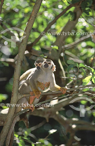  (Saimiri sciureus) Macaco-de-Cheiro ou Mico-de-Cheiro - Amazônia - Brasil

 