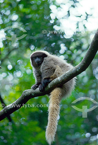  Assunto: (Callicebus personatus nigrifrons) Macaco-sauá / Local: Floresta Atlântica do Sul de Minas Gerais - Brasil / Data: 2010 