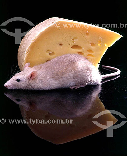  Rato com queijo 