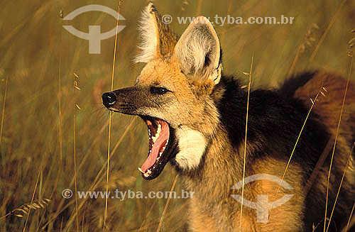  Lobo-guará (Chrysocyon brachyurus) bocejando - Cerrado -  Parque Nacional da Serra da Canastra - Minas Gerais - Brasil  - Minas Gerais - Brasil