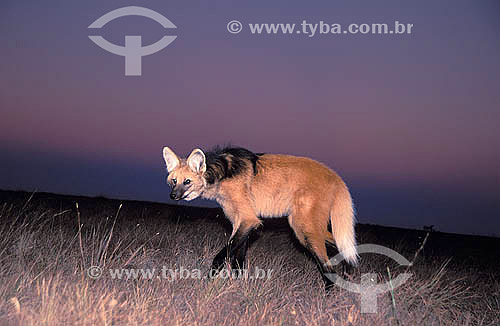  Lobo-guará (Chrysocyon brachyurus) ao pôr do sol - Cerrado - Parque Nacional da Serra da Canastra - Minas Gerais - Brasil - Data: 2001 