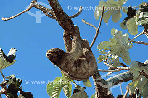  (Bradypus variegatus) - Bicho-Preguiça, Preguiça-de-três-dedos - Preguiça   