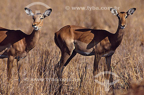  Impala (Aepyceros melampus) - África 