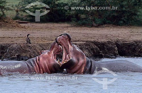  Hipopótamo (Hippopotamus amphibius) - África 