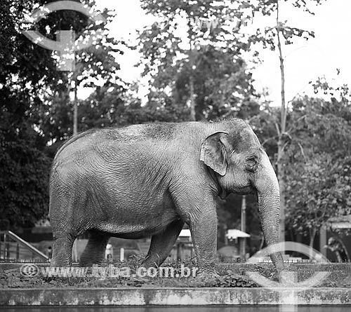  Elefante no Jardim Zoológico do Rio de Janeiro - RJ  - Rio de Janeiro - Rio de Janeiro - Brasil