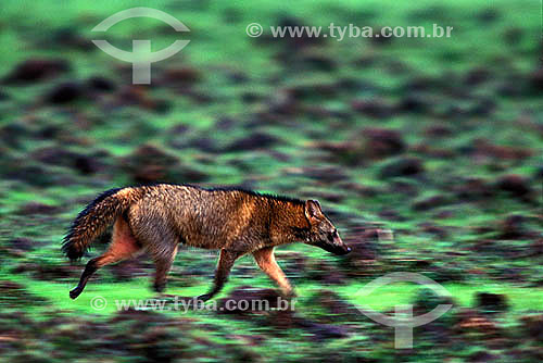  (Cerdocyon thous) Raposa caranguejeira , Cachorro-do-mato - Pantanal Matogrossense - MT - Brasil
 A área é Patrimônio Mundial pela UNESCO desde 2000.  - Mato Grosso - Brasil