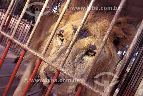  (Panthera Leo) Leão em uma jaula  