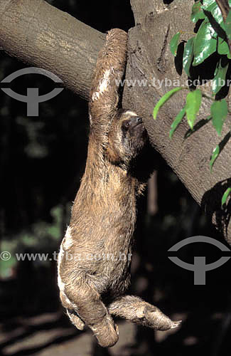  (Bradypus tridactylus) Bicho-Preguiça - Brasil 