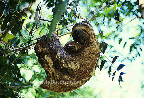  Bicho-preguiça , Preguiça com filhote (Bradypus variegatus) - Reserva de Desenvolvimento Sustentável Mamirauá - Amazonas - Brasil  - Tefé - Amazonas - Brasil