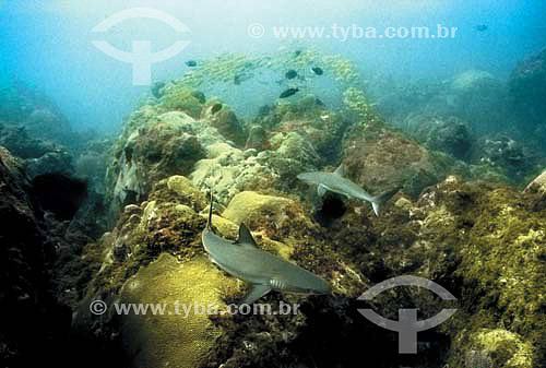  Cação-coralino (Carcharhinus perezi) - Fernando de Noronha - PE - Brasil - dezembro 2006  - Fernando de Noronha - Pernambuco - Brasil