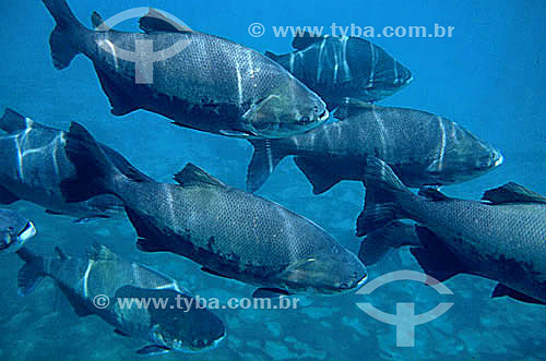  (Cyprinus carpio) Carpa - peixe / Data: 2003 