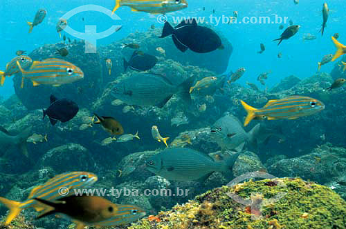  Peixes no fundo do mar - Brasil - dezembro 2006                       