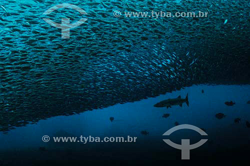  Barracuda (Sphyraena barracuda) com cardúme de Sardinha-verdadeira (Sardinella aurita) - espécie ocorrente no norte, nordeste e sudeste do litoral brasileiro - Brasil - dezembro 2006                        