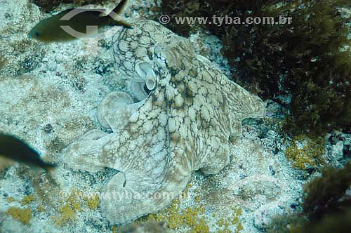  Polvo (Octopus vulgaris) - espécie ocorrente no norte, nordeste e sudeste brasileiro - Brasil - dezembro 2006                      