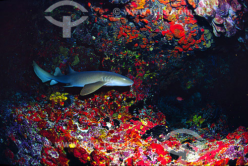  Tubarão-lixa - Lambaru (Ginglymostoma cirratum) em Fernando de Noronha - PE - Brasil  - Fernando de Noronha - Pernambuco - Brasil