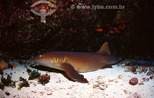  Tubarão-lixa (Ginglymostoma cirratum) - Fernando de Noronha - PE - Brasil  - Fernando de Noronha - Pernambuco - Brasil