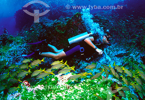  Mergulhador com cardúme de Xiras (Haemulon chrysargyreum) - Mar - Fernando de Noronha - PE - Brasil / Data: 2007 