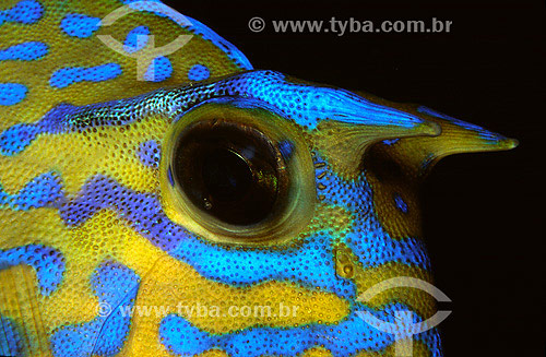  Peixe-cofre-de-chifre (Acanthostracion quadricornis) - Angra dos Reis - RJ - Brasil - 2007  - Angra dos Reis - Rio de Janeiro - Brasil