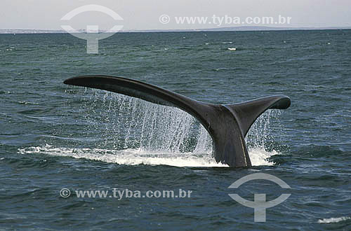  Cauda de baleia na costa da África do Sul 