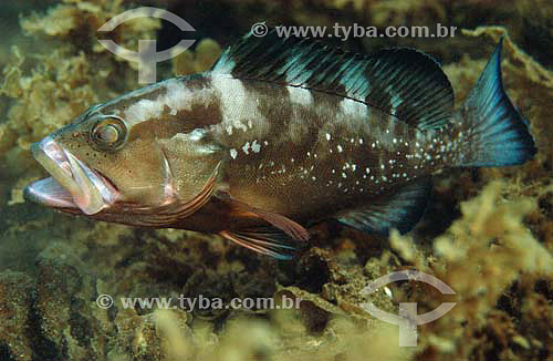  Garoupa-de-São Tomé (Epinephelus morio) - espécie ocorrente no norte, nordeste e sudeste do litoral brasileiro - Brasil - dezembro 2006                            