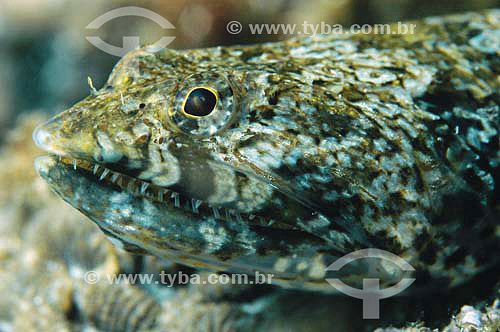  Peixe-lagarto (Synodus synodus) - espécie ocorrente no norte, nordeste e sudeste do litoral brasileiro - Brasil - dezembro 2006                         