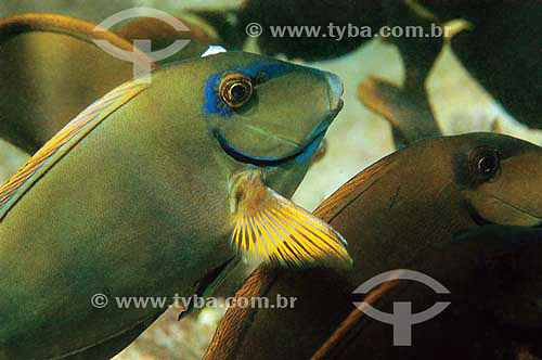  Barbeiro (Acanthurus bahianus) - espécie ocorrente em todo o litoral brasileiro - Brasil - dezembro 2006                       - Bahia - Brasil
