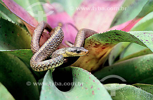  (Chironius Carinatus) Cobra Cipó - Amazônia - Brasil 