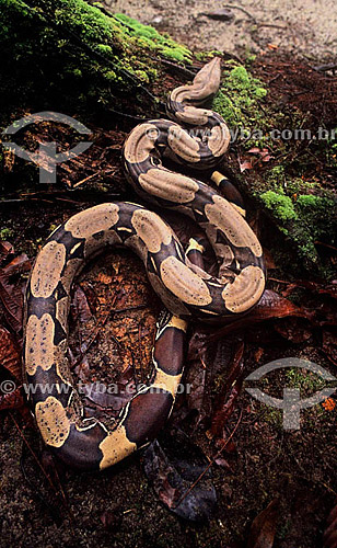  (Boa constrictor) Jibóia - Amazônia - Brasil 