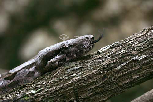  Detalhe de cobra filhote de jibóia (Boa Constrictor)  - Brasil