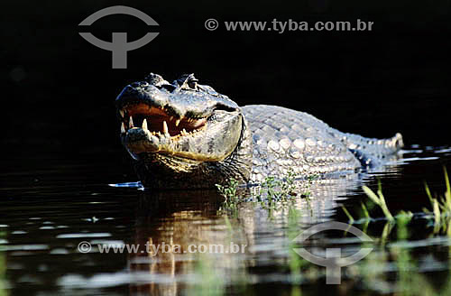  (Caiman crocodylus) (Fam. Alligatoridae) - Jacaré - PARNA do Pantanal Matogrossense - MT - Brasil

  A área é Patrimônio Mundial pela UNESCO desde 2000.  - Mato Grosso - Brasil