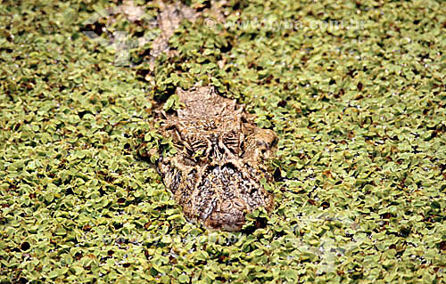  (Caiman crocodylus yacare) Jacaré - PARNA do Pantanal Matogrossense - MT - Brasil  A área é Patrimônio Mundial pela UNESCO desde 2000.  - Mato Grosso - Brasil