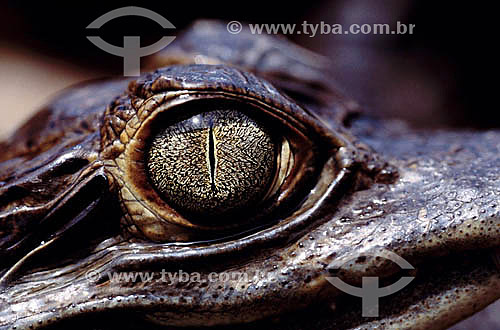  (Caiman crocodylus) - Jacaré-tinga - PARNA do Pantanal Matogrossense - MT - Brasil  A área é Patrimônio Mundial pela UNESCO desde 2000.  - Mato Grosso - Brasil