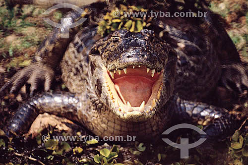  (Caiman crocodylus yacare) Jacaré - PARNA do Pantanal Matogrossense - MT - Brasil

  A área é Patrimônio Mundial pela UNESCO desde 2000.  - Mato Grosso - Brasil