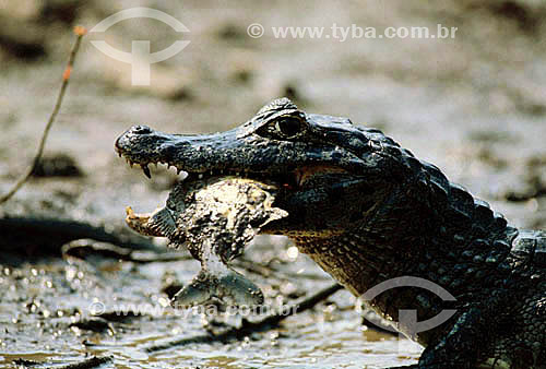  (Caiman crocodylus yacare) Jacaré comendo peixe - PARNA do Pantanal Matogrossense - MT - Brasil

  A área é Patrimônio Mundial pela UNESCO desde 2000.  - Mato Grosso - Brasil