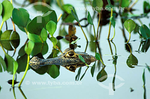  (Cayman crocodilus yacare) - Jacaré-do-pantanal - PARNA do Pantanal Matogrossense - MT - Brasil

  A área é Patrimônio Mundial pela UNESCO desde 2000.  - Mato Grosso - Brasil