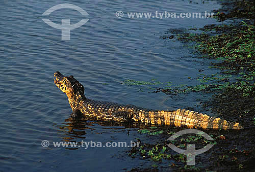  (Caiman crocodilus yacare) Jacaré-do-pantanal - Jacaretinga - PARNA do Pantanal Matogrossense - MT - Brasil

  A área é Patrimônio Mundial pela UNESCO desde 2000.  - Mato Grosso - Brasil