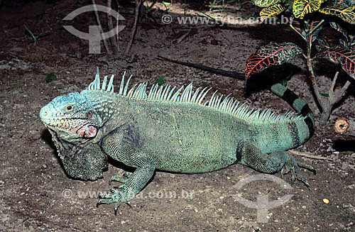  (Iguana Iguana) Iguana - Amazônia - Brasil / Data: 2006 