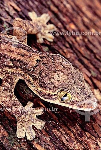  (Thecadactylus rapicauda) - Lagarto Noturno - Amazônia - Brasil 
