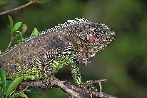  (Iguana Iguana) Iguana - Amazônia - Brasil 
