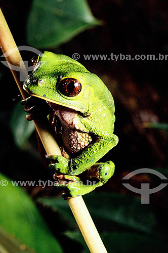  (Phylomedusa biocolor) - Perereca - Amazônia - Brasil 