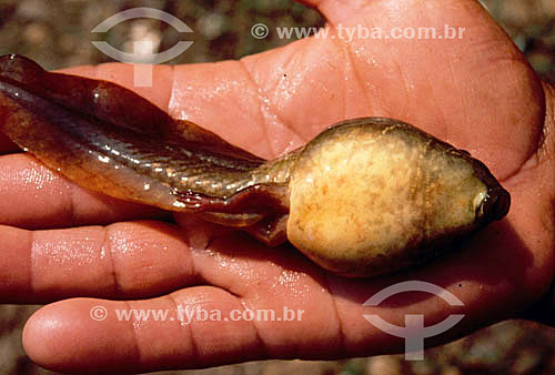  Girino (Larva de sapo ou rã) na mão de uma pessoa 